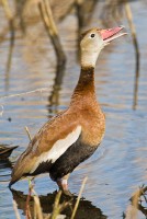 Black-bellied Whistling-Duck (Dendrocygna autumnalis)