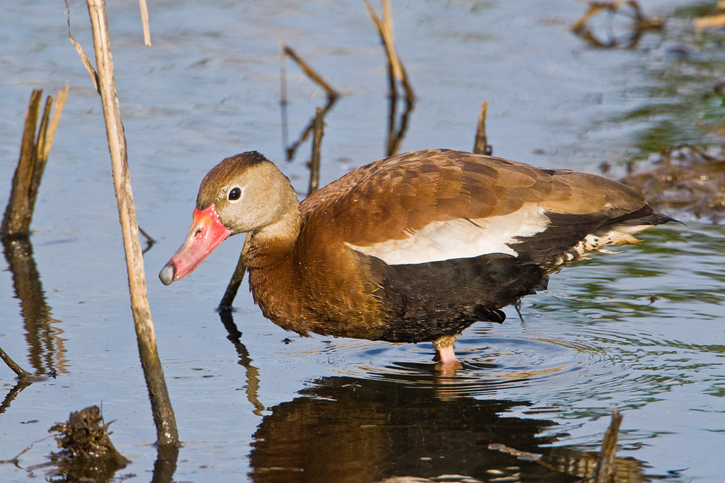 Black-bellied Whistling-Duck (Dendrocygna autumnalis)