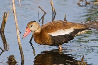 Black-bellied Whistling-Duck (Dendrocygna autumnalis)