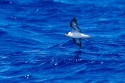 Black-capped Petrel (Pterodroma hasitata)