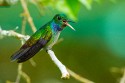 Blue-chested Hummingbird (Amazilia amabilis)
