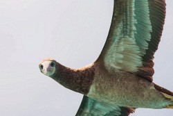 Brown Booby (Sula leucogaster)
