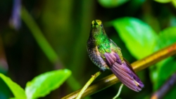 Buff-tailed Coronet (Boissonneaua flavescens)