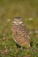 Burrowing Owl (Athene cunicularia)
