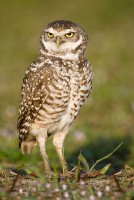 Burrowing Owl (Athene cunicularia)