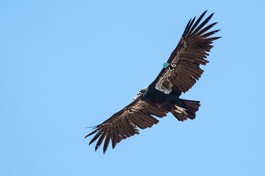 California Condor (Gymnogyps californianus)