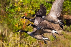 Canada Goose (Branta canadensis)