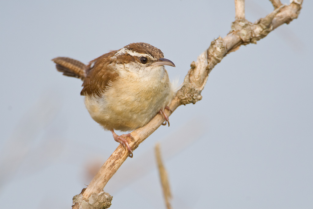 Carolina Wren (Thryothorus ludovicianus)