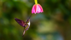 Collared Inca (Collared) (Coeligena torquata fulgidigula)