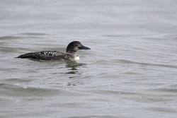 Common Loon (Gavia immer)