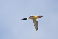 Common Merganser (Mergus merganser)