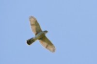 Cooper's Hawk (Accipiter cooperii)