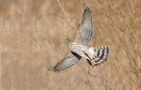 Cooper's Hawk (Accipiter cooperii)