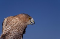 Cooper's Hawk (Accipiter cooperii)