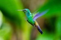 Copper-rumped Hummingbird (Amazilia tobaci)