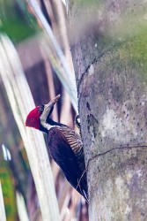 Crimson-crested Woodpecker (Campephilus melanoleucos)