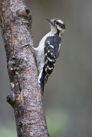 Downy Woodpecker (Picoides pubescens)