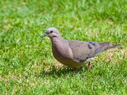 Eared Dove (Zenaida auriculata)