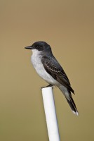 Eastern Kingbird (Tyrannus tyrannus)