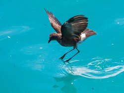 Elliot's (White-vented) Storm-Petrel (Oceanites gracilis galapagoensis)