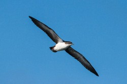 Gallapagos Shearwater (Puffinus subalaris)