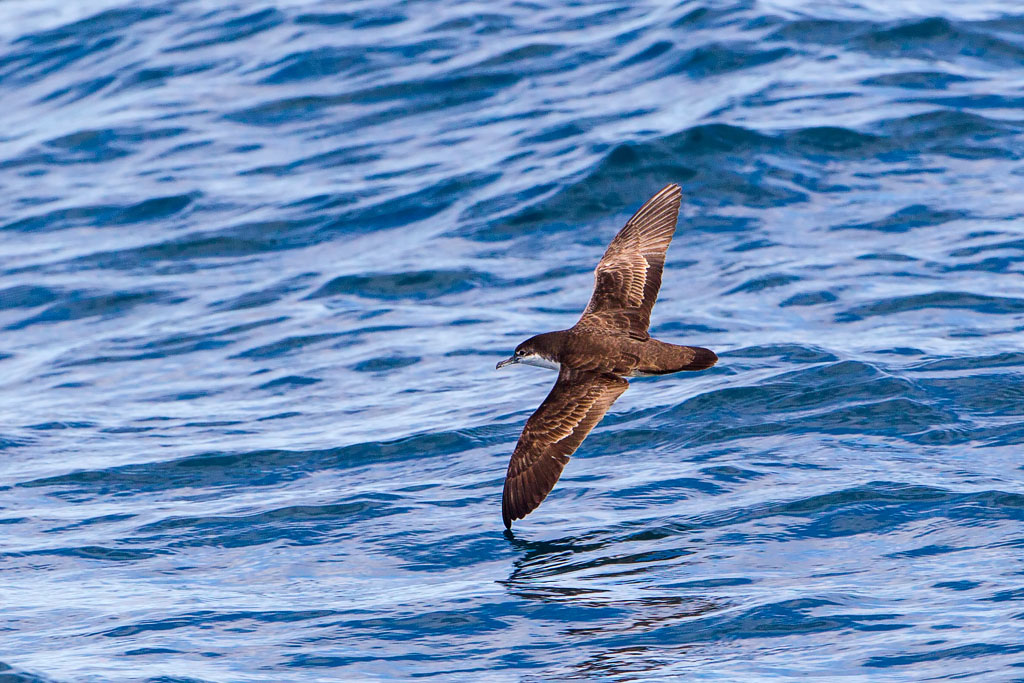 Gallapagos Shearwater (Puffinus subalaris)