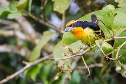 Gilded Barbet (Capito auratus)