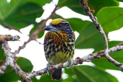 Gilded Barbet (Capito auratus)