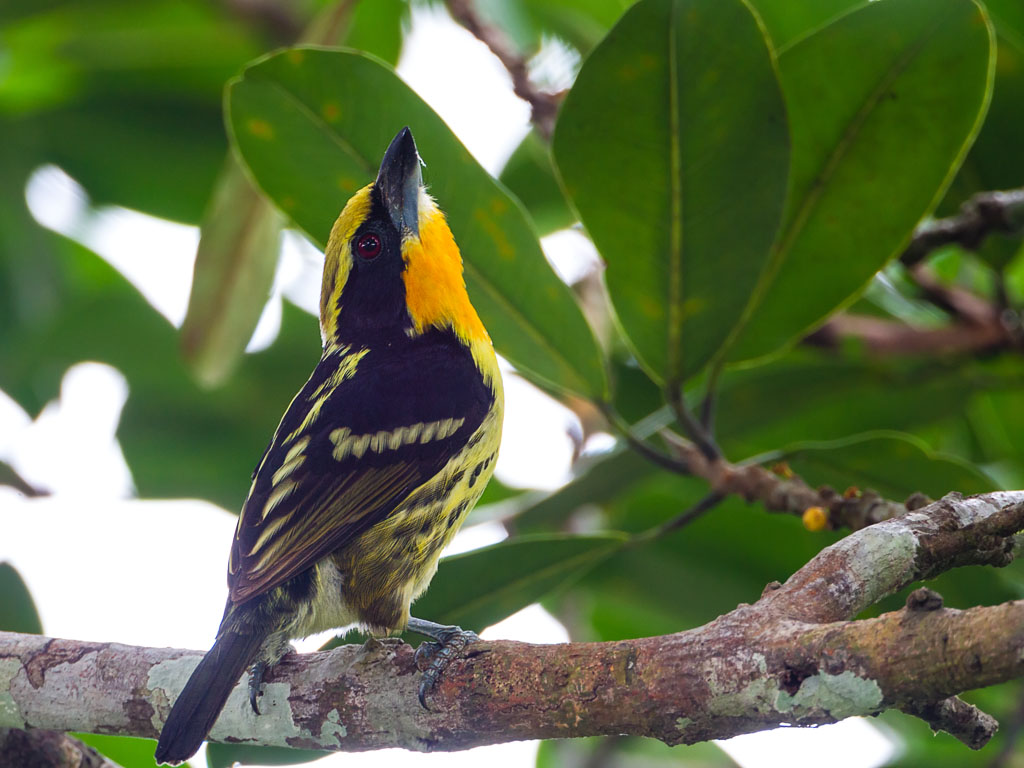 Gilded Barbet (Capito auratus)