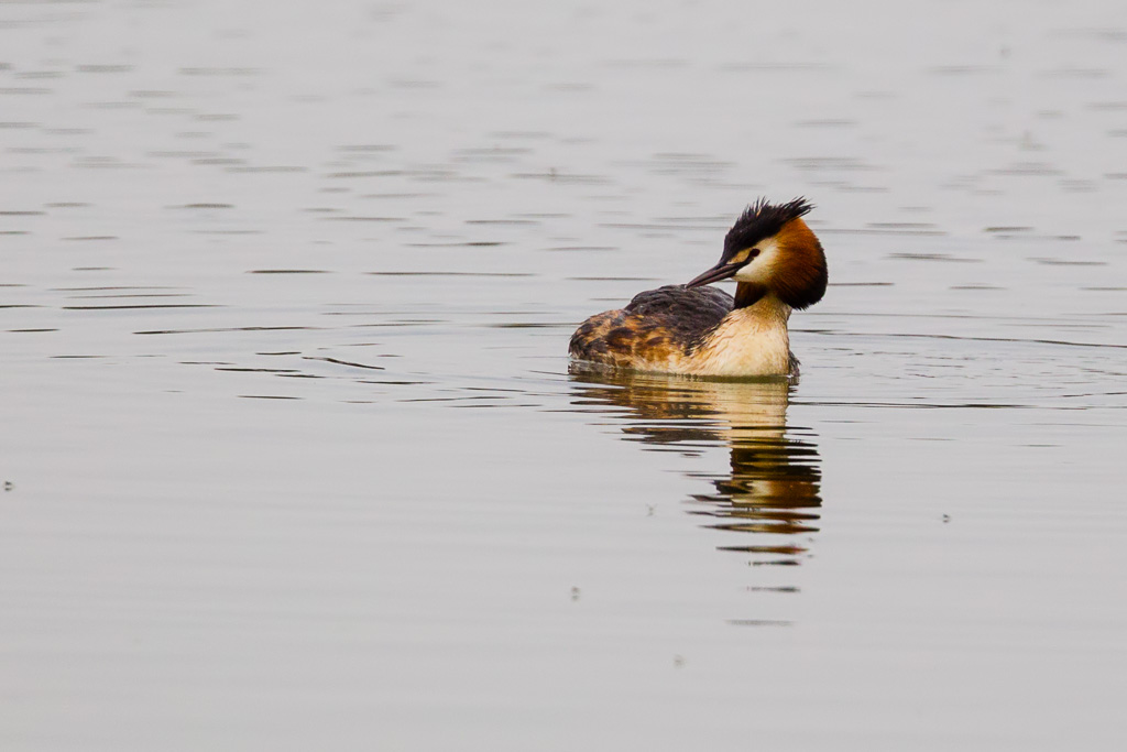 Great Crested Grebe (Podiceps cristatus)