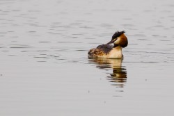 Great Crested Grebe (Podiceps cristatus)