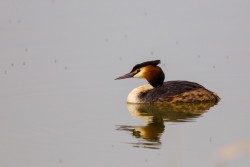 Great Crested Grebe (Podiceps cristatus)