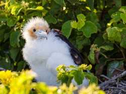 Great Frigatebird (Fregata minor ridgwayi)