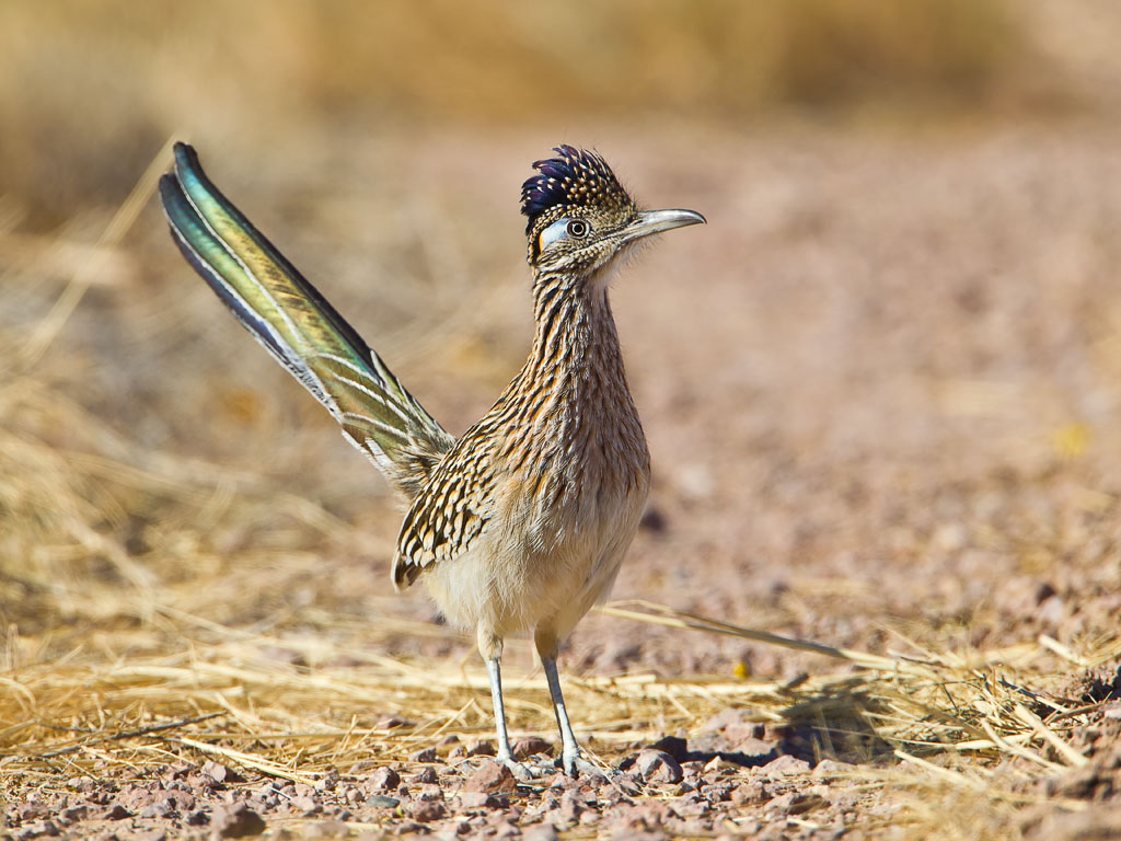 Greater Roadrunner (Geococcyx californianus)