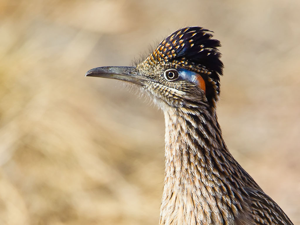 Greater Roadrunner (Geococcyx californianus)