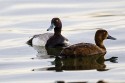 Greater Scaup (Aythya marila)