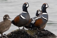 Harlequin Duck (Histionicus histrionicus)