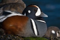 Harlequin Duck (Histrionicus histrionicus)