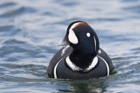 Harlequin Duck (Histionicus histrionicus)