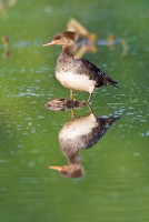 Hooded Merganser (Lophodytes cucullatus)