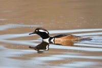 Hooded Merganser (Lophodytes cucullatus)