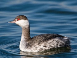 Horned Grebe (Podiceps auritus)