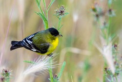 Lesser Goldfinch (Spinus psaltria)