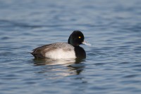 Lesser Scaup (Aythya affinis)