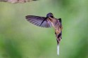 Long-billed Hermit (Phaethornis longirostris)