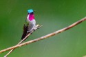Long-billed Starthroat (Heliomaster longirostris longirostris)
