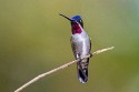 Long-billed Starthroat (Heliomaster longirostris)