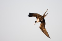 Magnificent Frigatebird (Fregata magnificens)