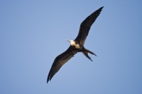 Magnificent Frigatebird (Fregata magnificens)