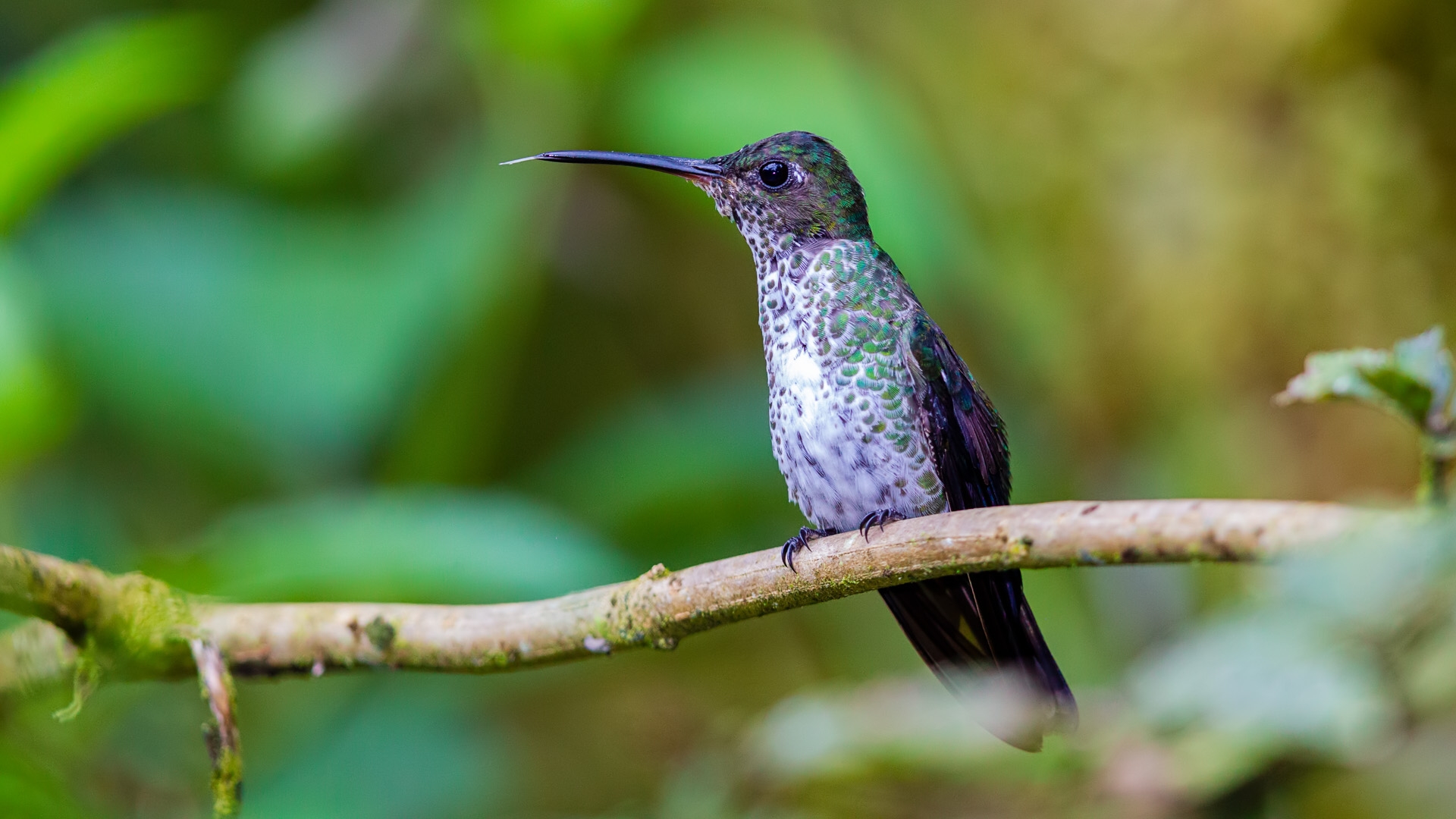 Many-spotted Hummingbird (Taphrospilus hypostictus)